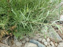 Salix exigua var. exigua