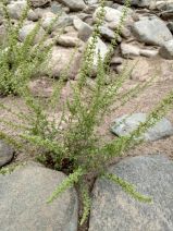 Dysphania botrys