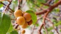 Arctostaphylos patula