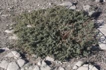 Atriplex semibaccata