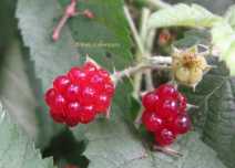 Rubus ursinus