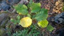 Euonymus occidentalis