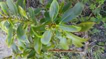 Pittosporum crassifolium