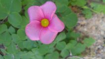 Oxalis purpurea