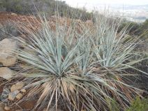 Nolina interrata