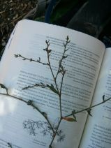 Polygonum aviculare ssp. depressum