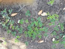 Medicago truncatula