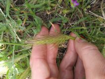 Hordeum marinum ssp. gussoneanum