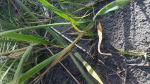 Elymus glaucus