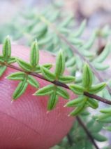 Pellaea mucronata var. mucronata