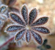 Lupinus concinnus