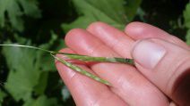 Lophochlaena refracta
