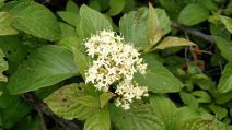 Cornus sericea ssp. occidentalis