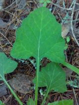 Adenocaulon bicolor