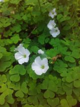 Oxalis incarnata
