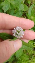 Plectritis congesta ssp. brachystemon