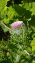Cirsium brevistylum