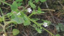 Montia diffusa