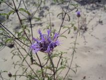 Monardella sinuata ssp. sinuata