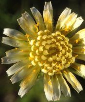 Uropappus lindleyi