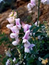 Lathyrus vestitus var. ochropetalus