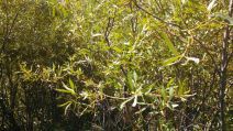 Salix jepsonii