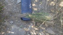 Festuca rubra