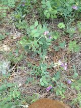 Lathyrus brownii