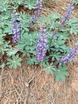 Lupinus onustus