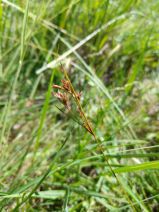 Juncus tenuis