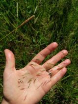Deschampsia danthonioides
