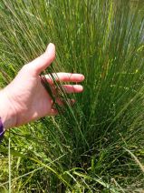 Juncus patens