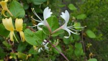 Lonicera japonica