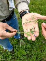 Trifolium longipes