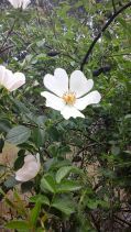 Rosa canina