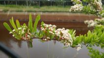 Pyracantha angustifolia