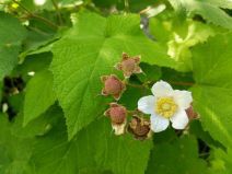 Rubus parviflorus