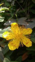 Hypericum calycinum