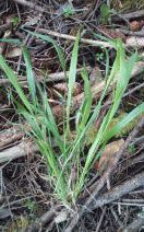 Brachypodium sylvaticum