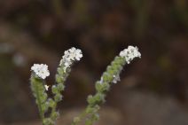Cryptantha nevadensis var. rigida