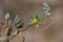 Acmispon micranthus