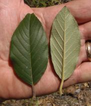 Frangula californica ssp. tomentella