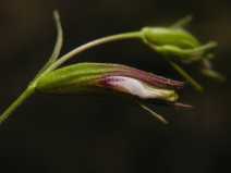 Cordylanthus tenuis ssp. brunneus