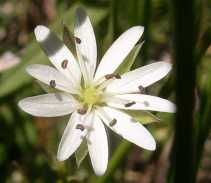 Stellaria longipes ssp. longipes