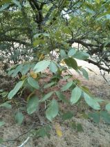 Juglans regia