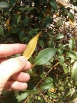 Castanopsis chrysophylla