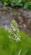 Phalaris californica