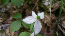 Anemone lyallii