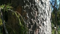 トラウティン picea breweriana トウヒ 枝垂れ 苗 Picea breweriana