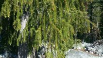 トラウティン picea breweriana トウヒ 枝垂れ 苗 Picea breweriana